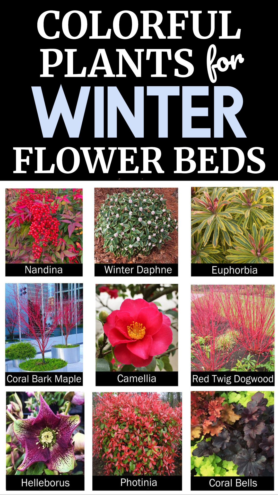 Flower Bed Designs For Winter and Fall (colorful cold weather ideas!)