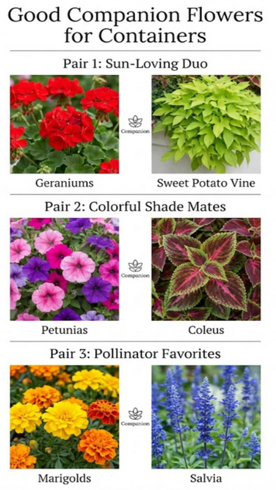 good companion flowers for container gardening - full sun colorful pollinators