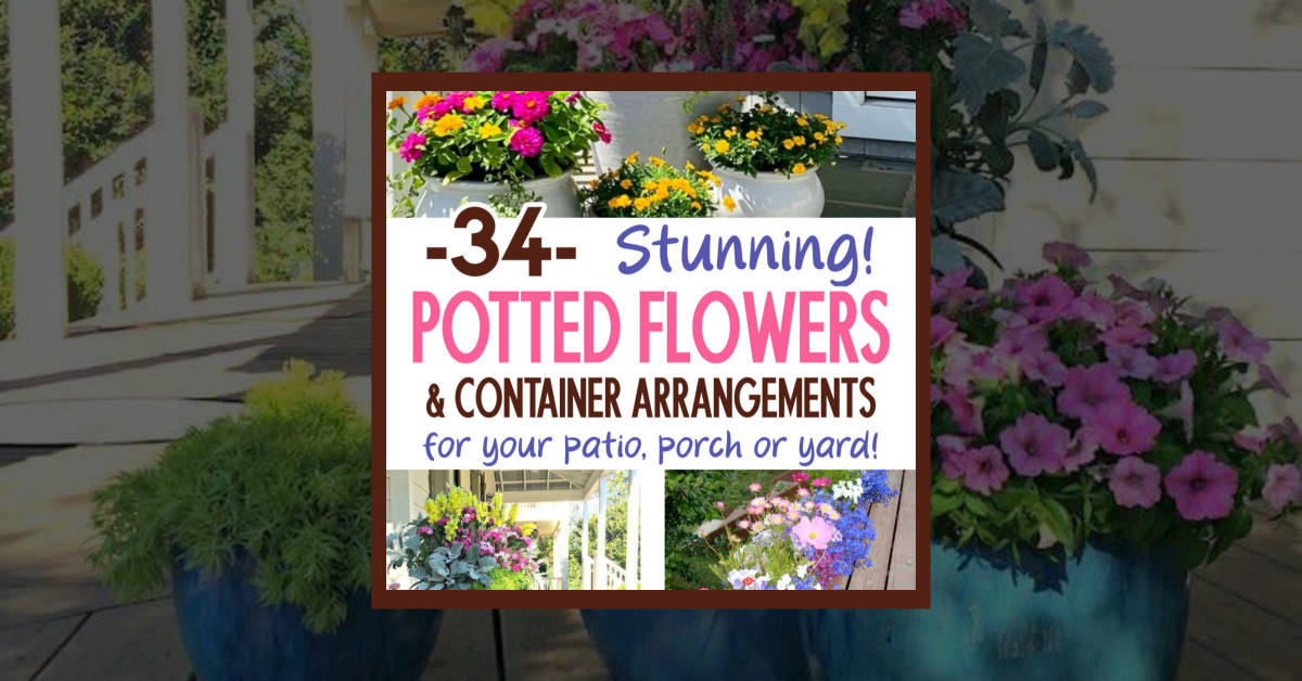 34 Stunning Potted Flowers For Your Patio, Porch Or Yard